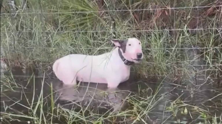 Bull Terrier Tied Up To A Fence During Hurricane Milton Rescued By Florida State Trooper