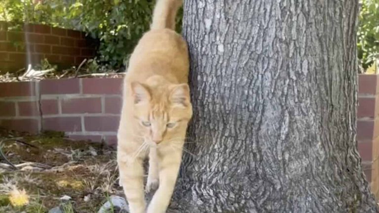 Waffles the cat