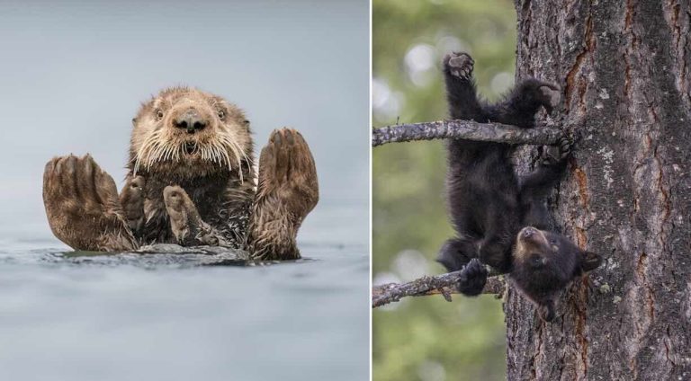 Hilarious Animal Antics: Comedy Wildlife Awards Finalists Deliver Big Laughs