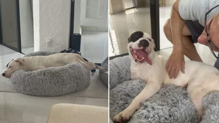 shelter dog gets his first bed
