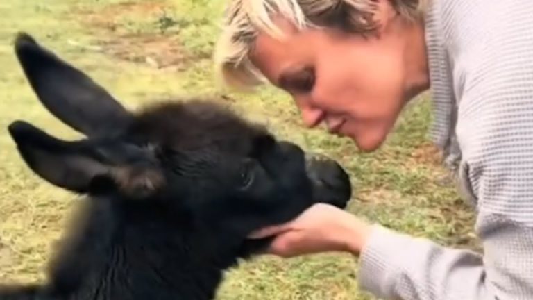 Cash the baby donkey