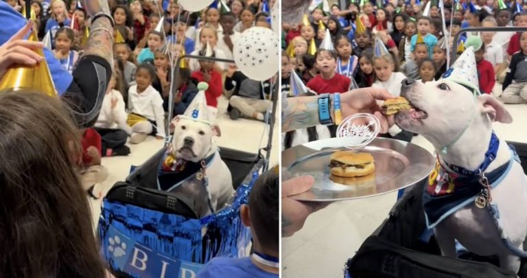 Cole the deaf therapy dog birthday celebration