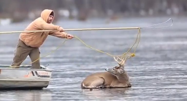 deer on the ice