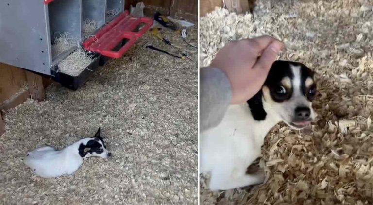 dog found in chicken coop