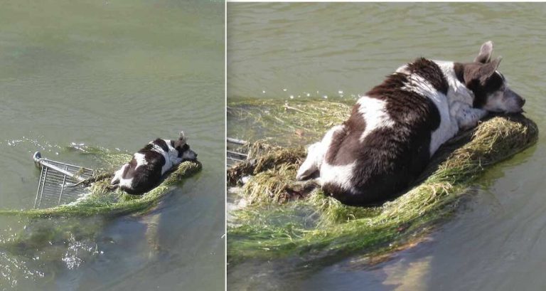 Senior dog found clinging to shopping cart in canal
