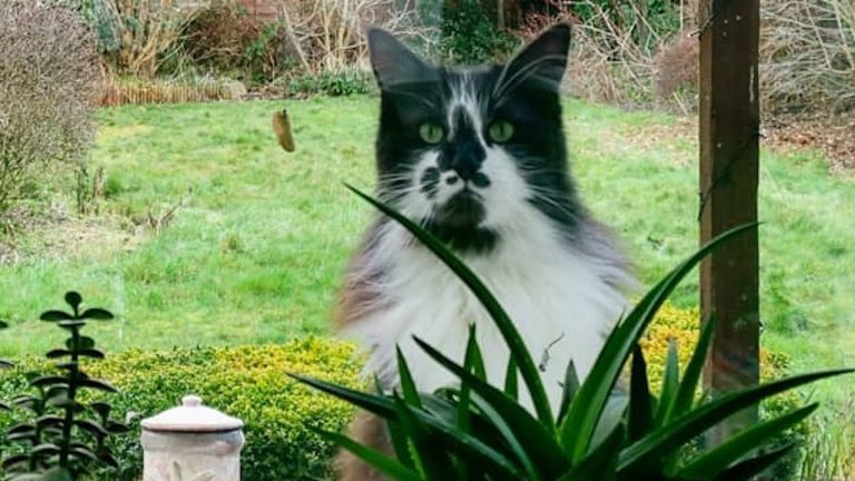 Dudley the cat