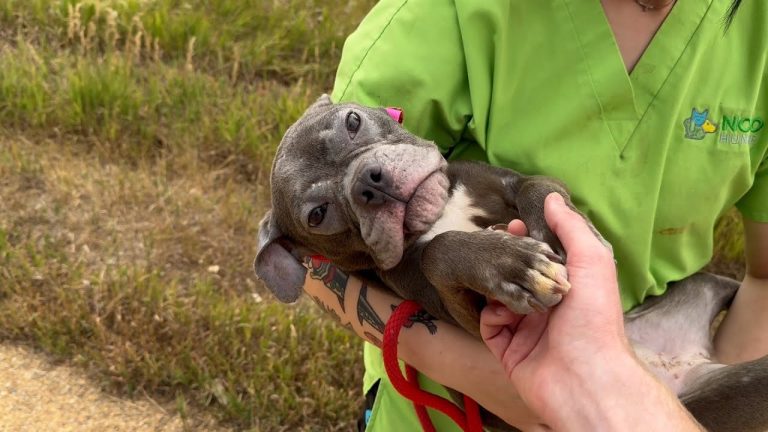 rescue dog's long journey to home