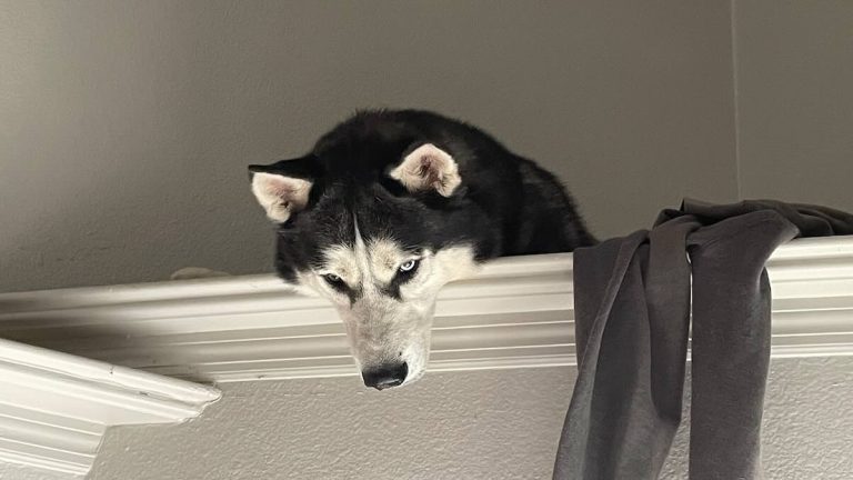 Husky Hilariously Gets Stranded On Shelf In House