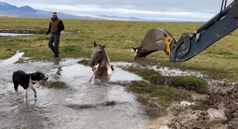 Trapped Horse Rescued After Sinking Into Deep Hole In Pasture