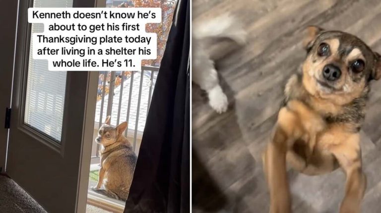 Senior dog gets his first Thanksgiving meal