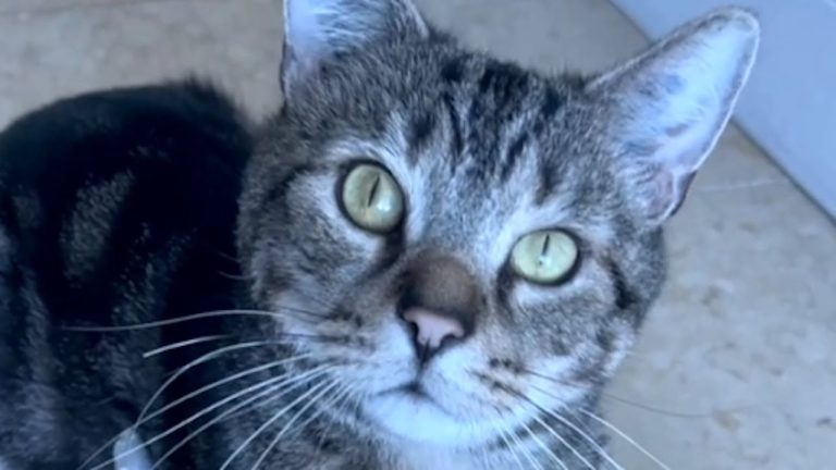 Laboratory Cat Goes From A Lab Number To Loved Companion