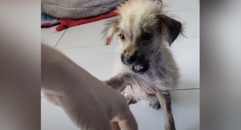 Puppy Discarded Because She Was ‘Ugly’ Is The Prettiest Dog Now