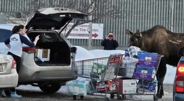 moose at Costco