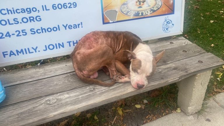 Dog Found Shivering On Park Bench Now Safe And Relaxed In Foster Care