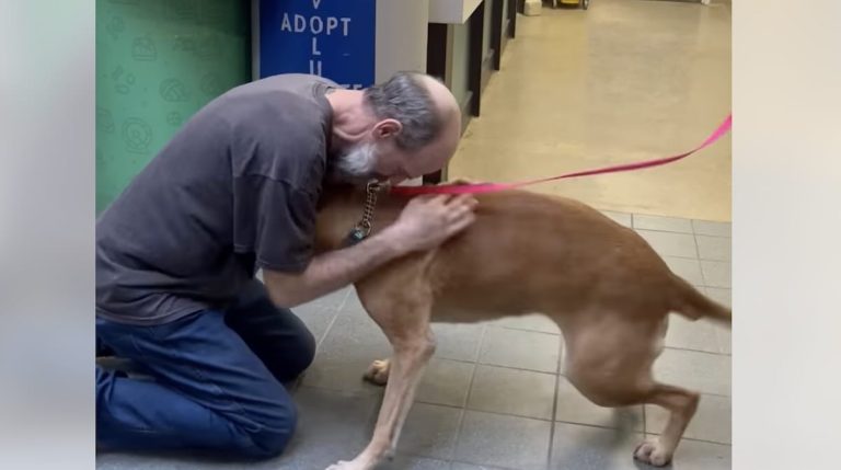 dog readopted by owner