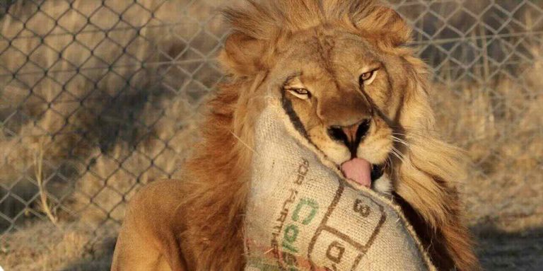 Lion plays with favorite toy
