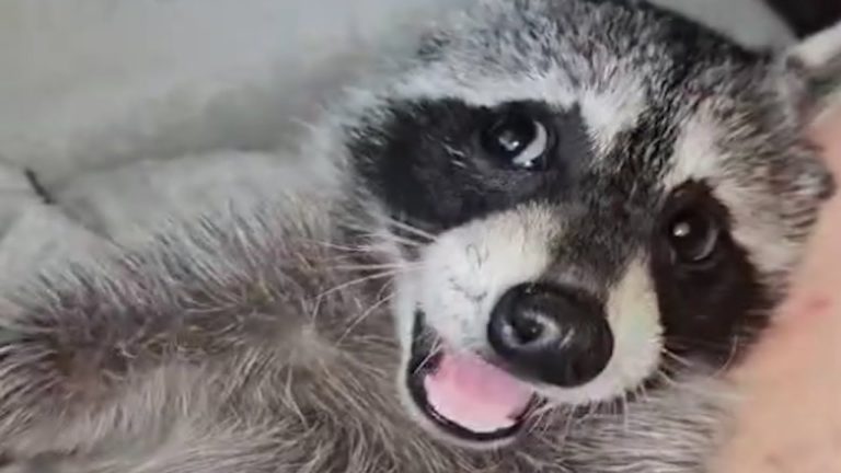 Baby raccoon rescued