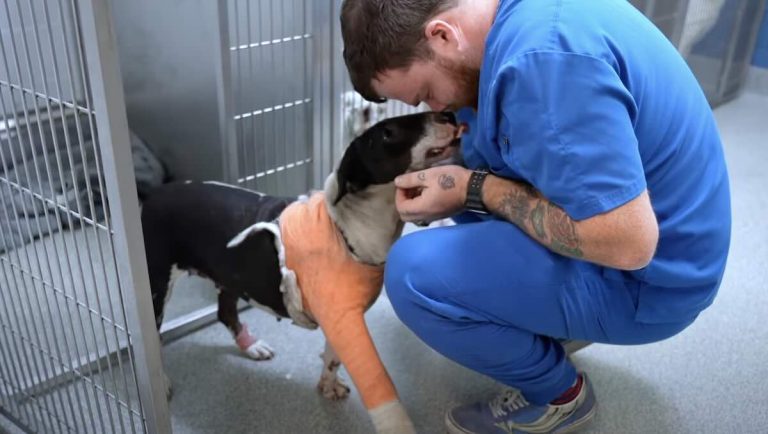 Stella the bull terrier rescued after being hit by bus