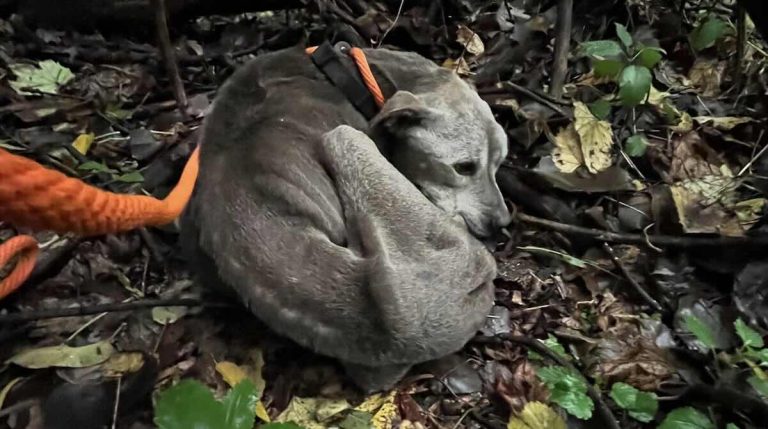 Rescuers Find Starving Dog Curled Up In Woods And Carry Him A Mile