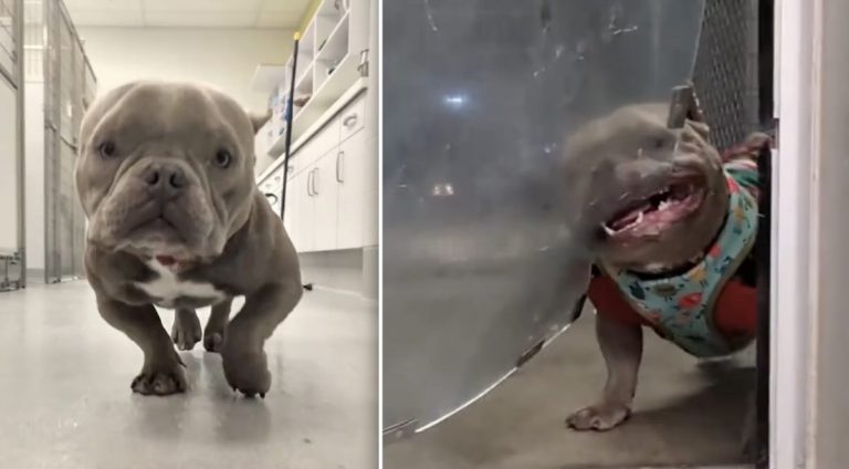 arnold fights with doggy door