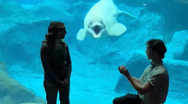 Beluga’s Reaction To Surprise Marriage Proposal Is Priceless