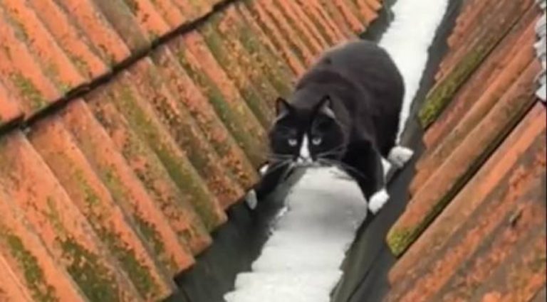 Cat Uses Clever Ninja Moves to Avoid Touching Snow