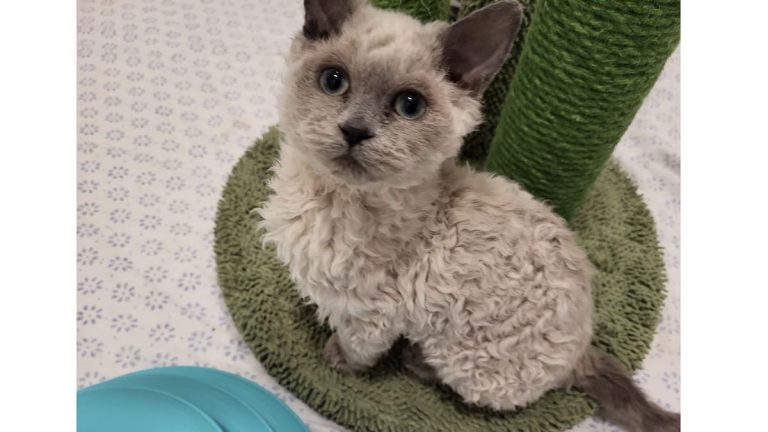 Adorable Curly-Haired Kittens Set Adoption Record At Animal Shelter