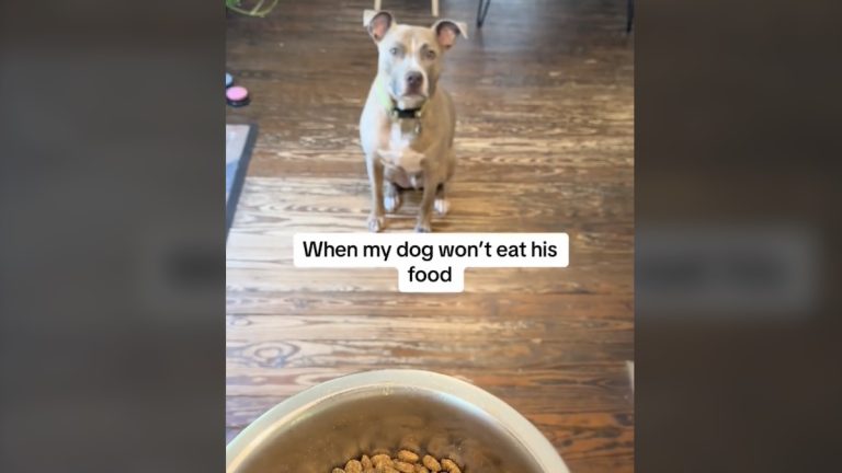 Dax the dog gets special meal time routine