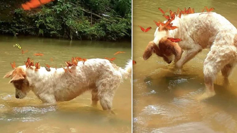 Dog with butterflies