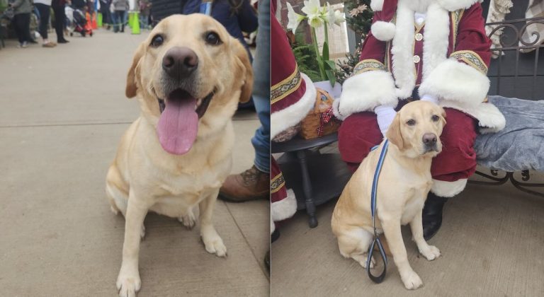 dog sneaks out from home to visit Santa