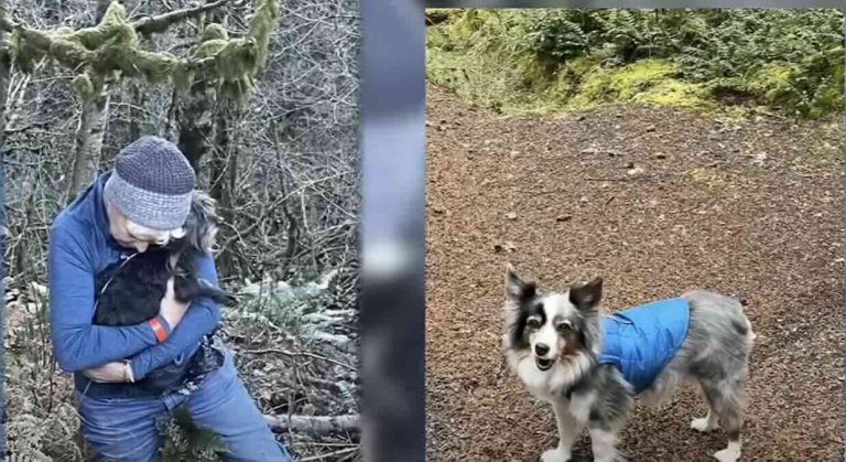 dog lost after car crash reunited with owner
