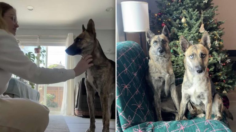 shelter dog turns out to be long lost sister