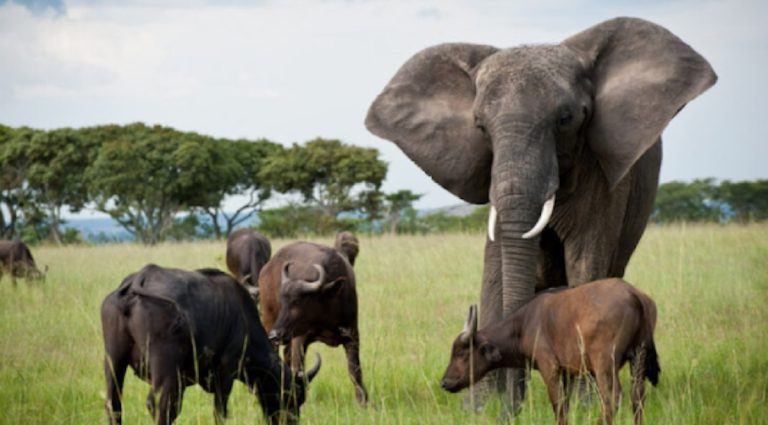 Orphaned Elephant Becomes Leader of a Buffalo Herd