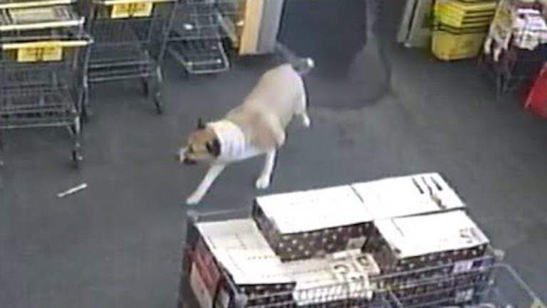 140-Pound Dog Wanders Into Store Wanting Treats And Cuddles