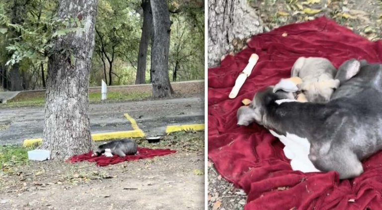 mama and her pups rescued from park