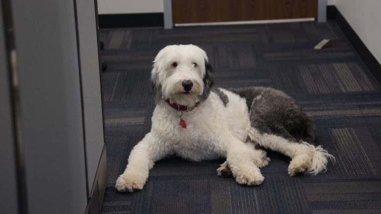 Deaf Sheepdog Stolen From His Alabama Home Found In Arizona