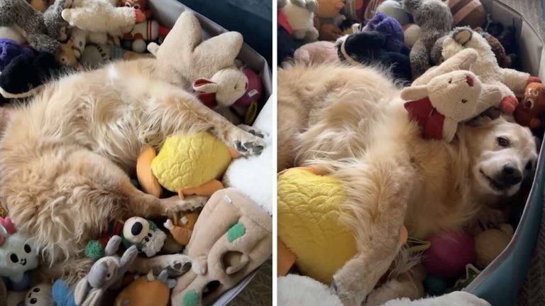 Rex and his toys
