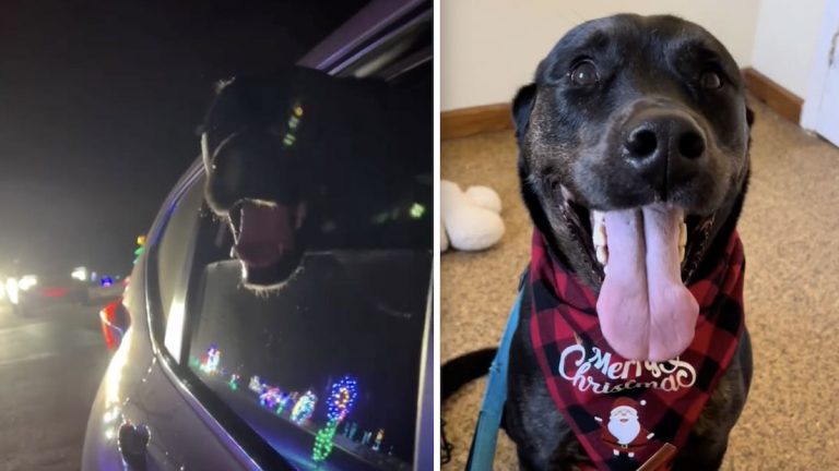 Scooby enjoys the Christmas festivities