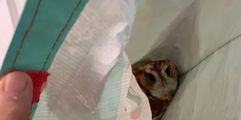 Screech owl nesting in bag