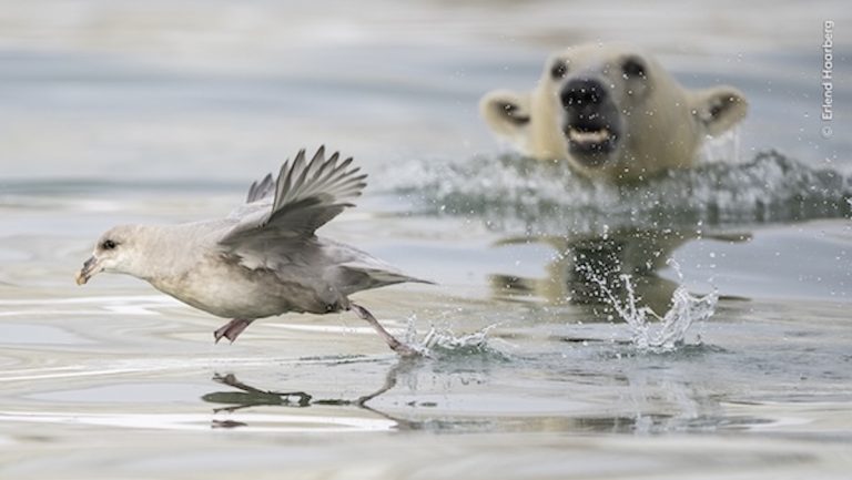 Polar bear (Ursus maritimus) cub chasing Northern fulmar (Fulmarus glacialis) on the water surface without any great success, but certainly good training for later hunting skills for seals. July 2023. Svalbard, Norway.