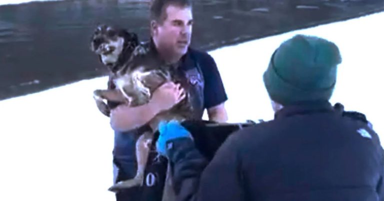 lost dog rescued from freezing river by stranger