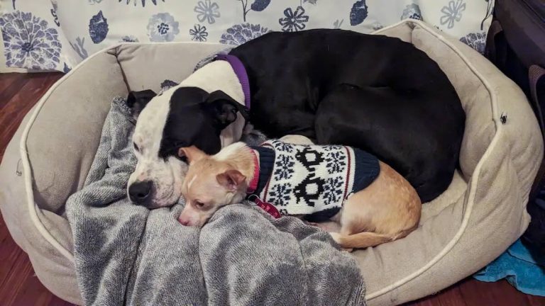 Gigi and Karma at ARL