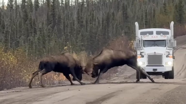 Bull moose on road