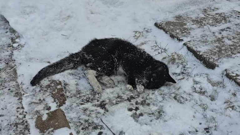Cat saved from freezing cold
