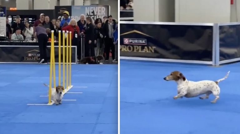 dachshund on agility course akc