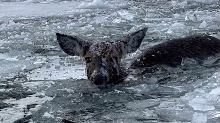 deer trapped in ice