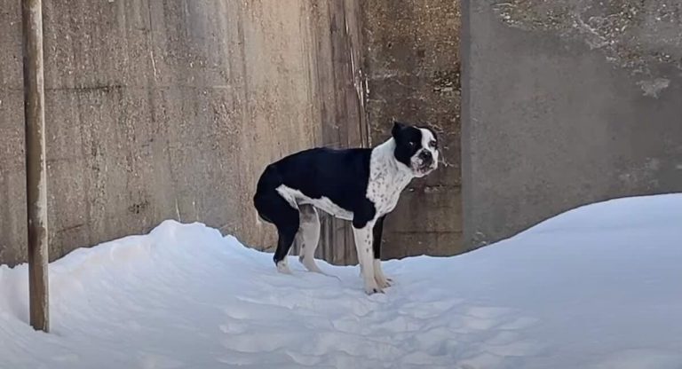 Feet Bleeding From The Cold, Dog Is So Grateful For Rescue