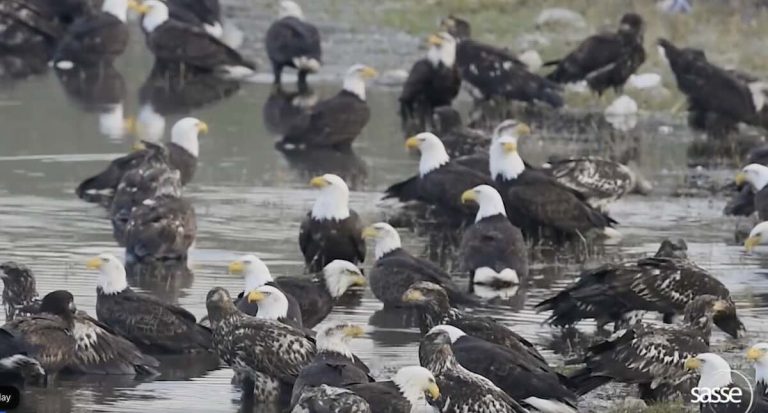 eagles bathing