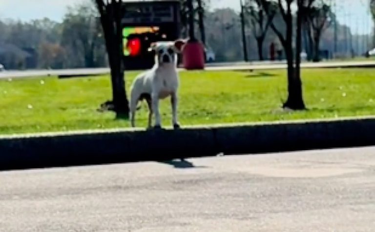 ‘His Trembles Broke Me’: Rescuer Saves Dog Wandering Streets For 5 Days