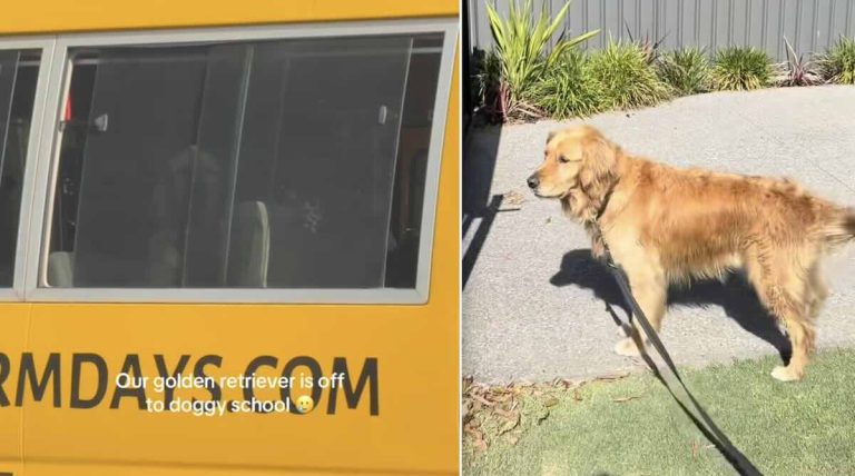 Fred the Golden Retriever goes to farm school
